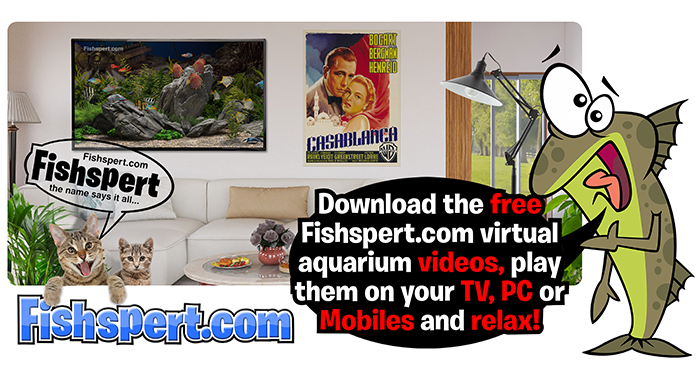 Upgrade your living room or office space with our free and beautiful, life-like virtual aquariums.